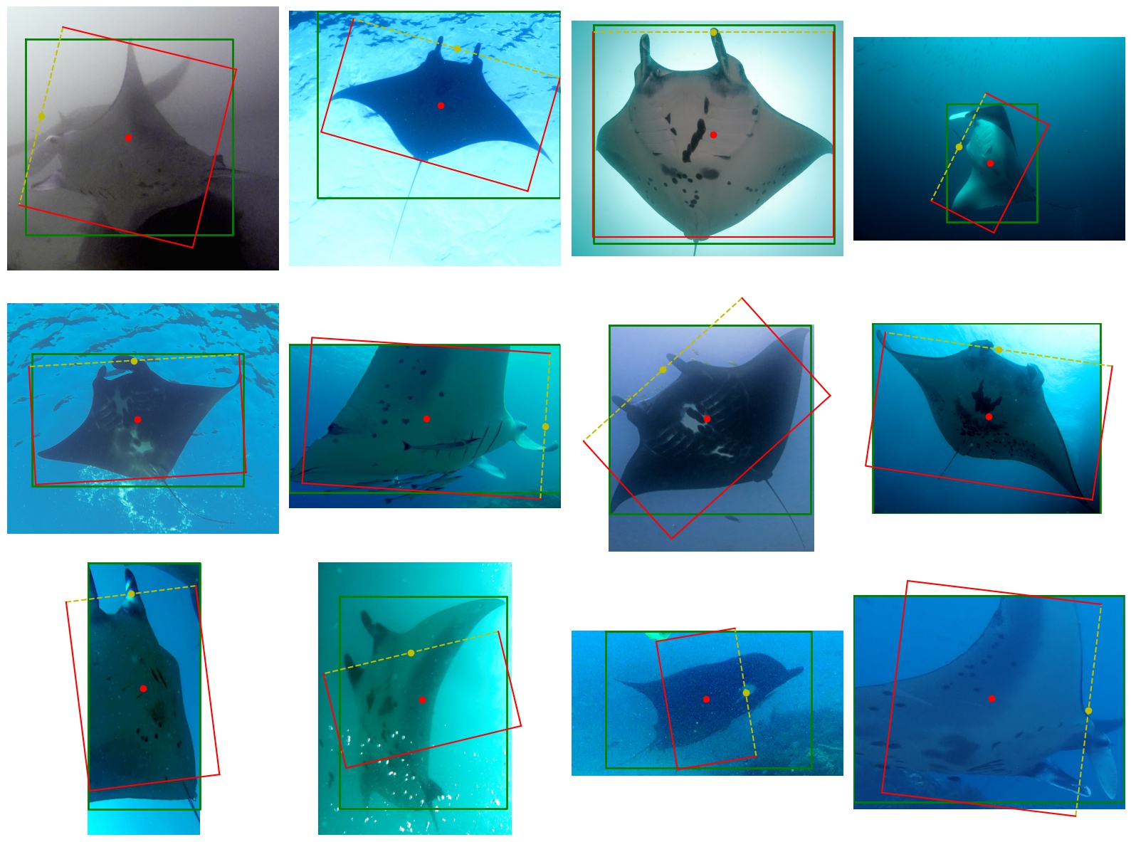 Example of manta rays