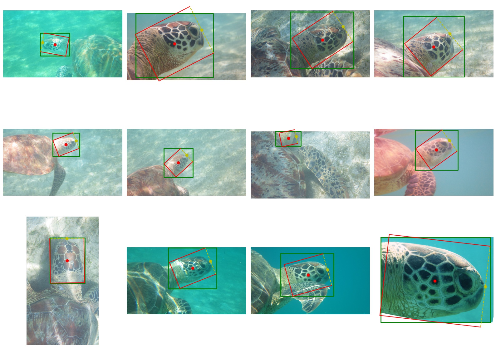 Example of oriented turtles